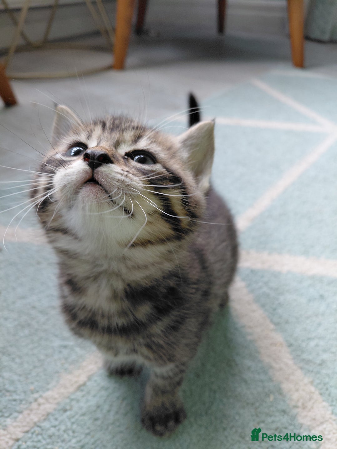 Maine Coon cats for sale: Kittens for sale half main coon - Image 23