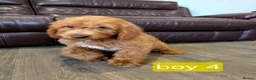 Labradoodle dogs for sale: Adorable F1B Miniature Labradoodle Pups 🐾🩷 - Advert 33