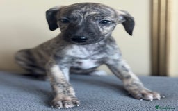 Whippet dogs for sale: Stunning whippet pups - Image 1