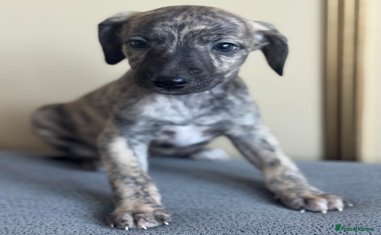 Whippet dogs - Advert 3