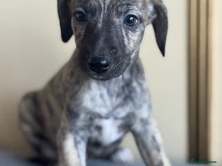 Whippet dogs - Advert 2