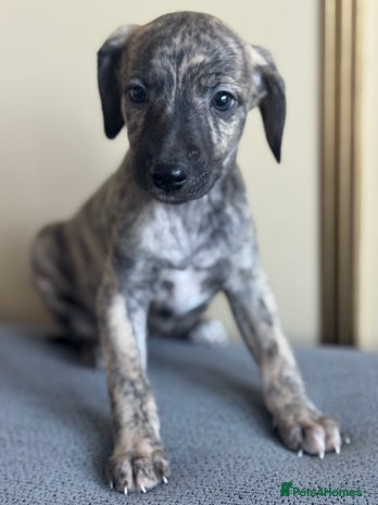 Whippet dogs - Advert 1