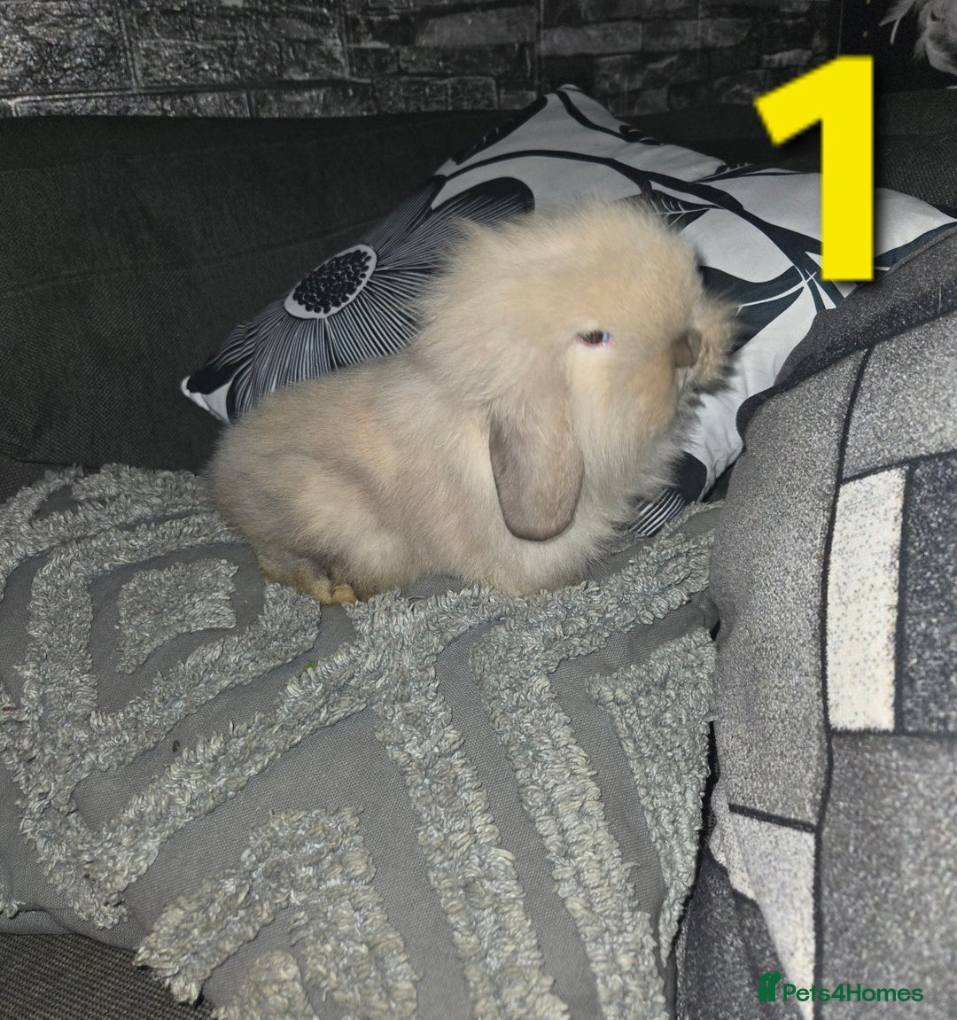 Mini Lion Lop rabbits for sale: Adorable mini lion lop babies mixed - Advert 2