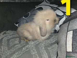 Mini Lion Lop rabbits Adorable mini lion lop babies mixed - Advert 1