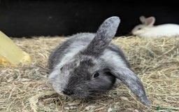 Dutch rabbits for sale: Dutch rabbits for sale  - Image 2