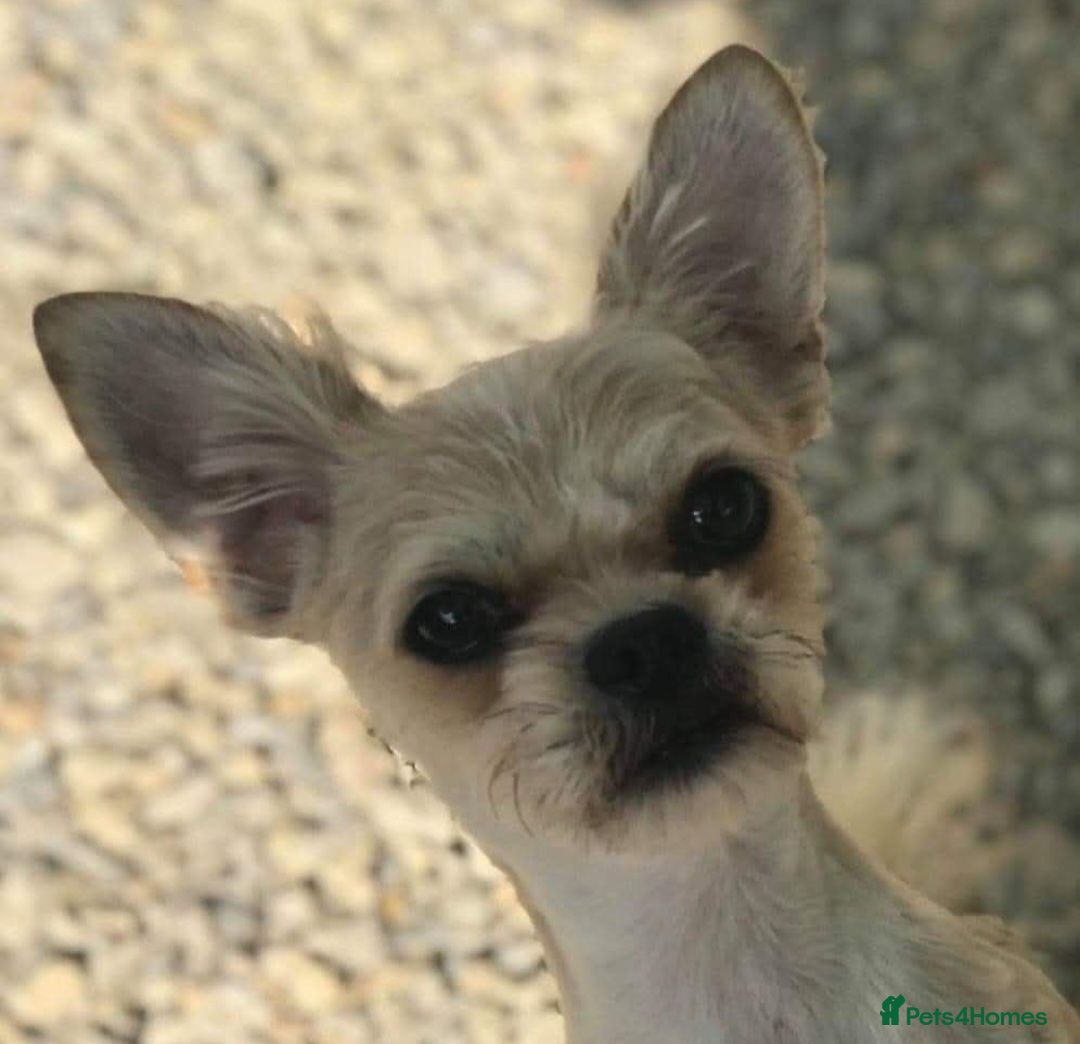 Mixed Breed dogs Hi im Archie, a Pugapoo cross chihuahua  - Advert 15