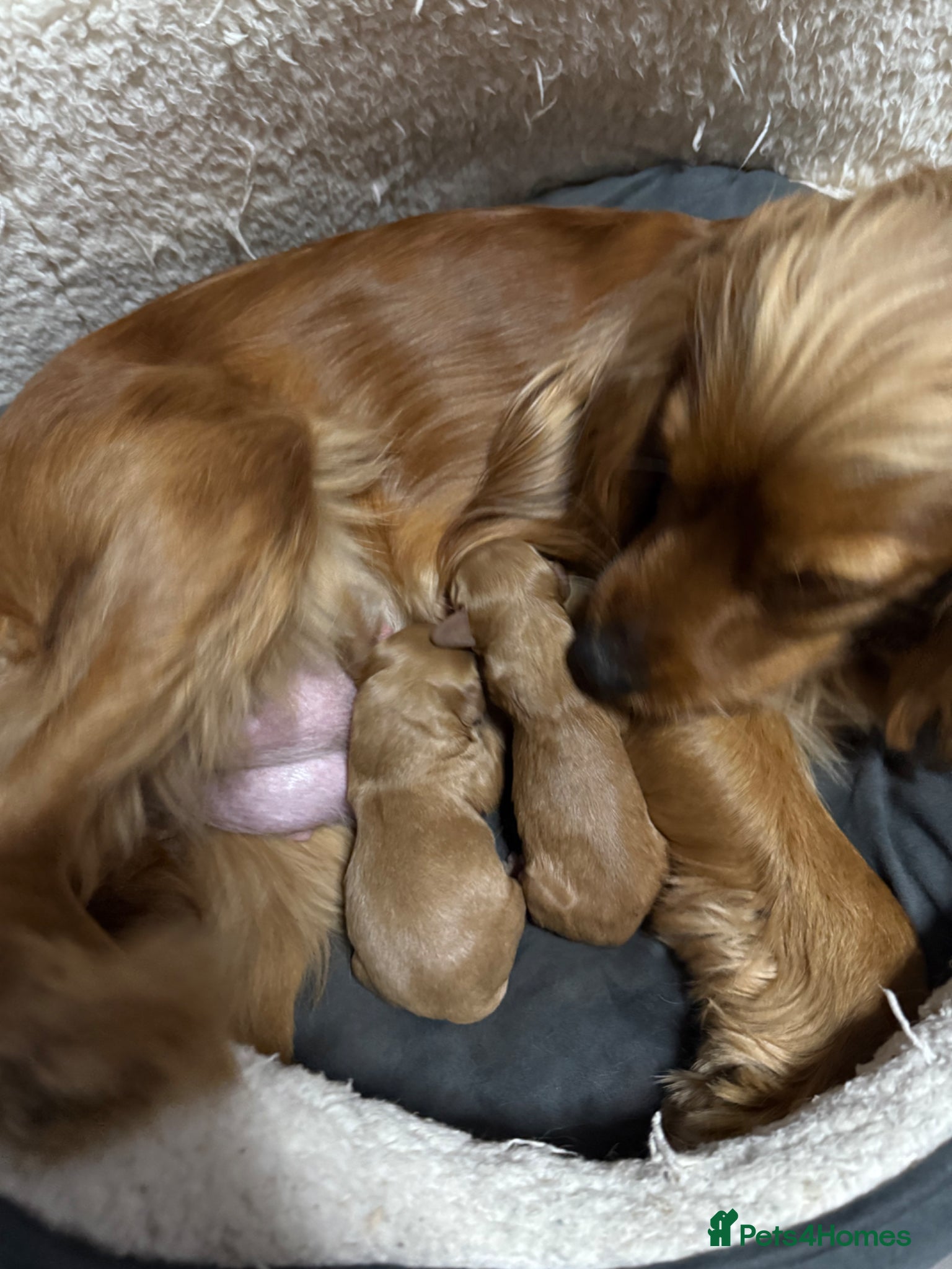 Cocker Spaniel dogs Adorable new born puppies for sale🐾❤️ - Advert 4