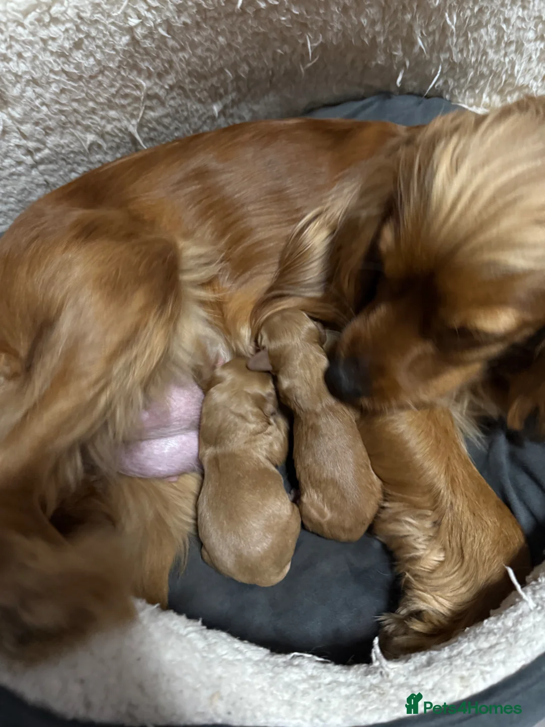Cocker Spaniel dogs for sale: 🐶🦴Adorable new born puppies for sale🐾❤️ - Advert 1