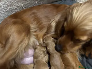 Cocker Spaniel dogs Adorable new born puppies for sale🐾❤️ - Advert 12