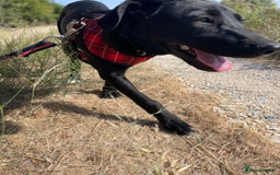 Mixed Breed dogs for adoption: Lovely Leah - Image 9