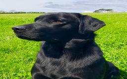 Labrador Retriever dogs for sale: Stunning litter of 8 pedigree Labrador Puppies - Image 10