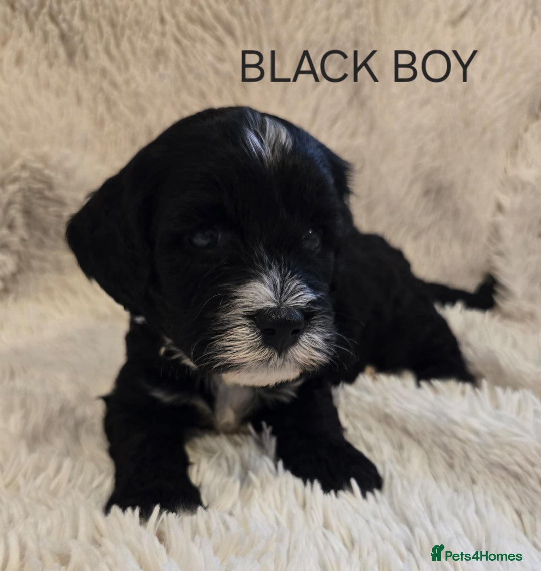 Tibetan Terrier dogs for sale: Adorable fluffy TToodle puppies  - Image 13