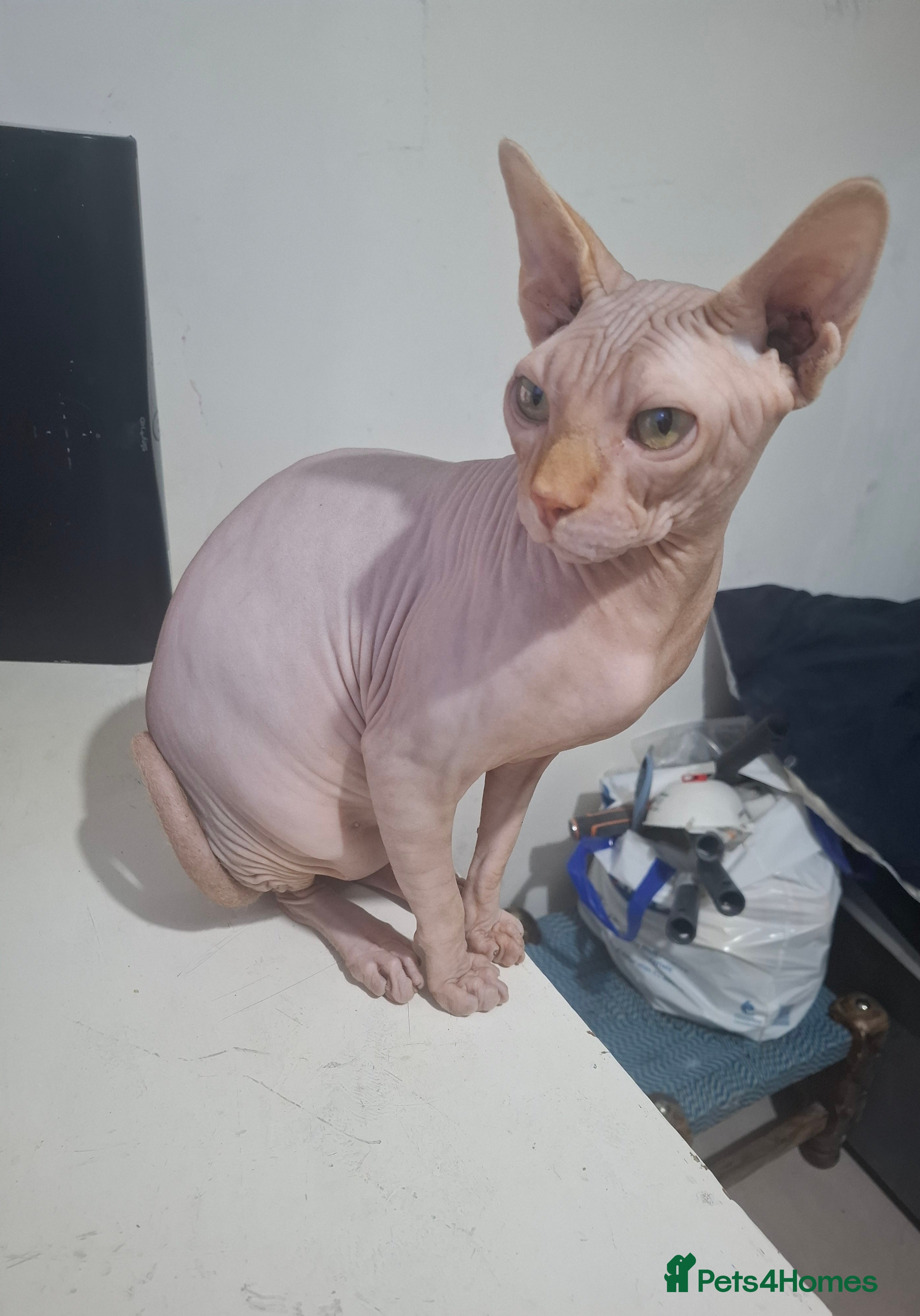 Sphynx cats Sphynx cat for sale  - Advert 3