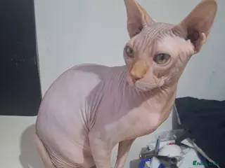 Sphynx cats Sphynx cat for sale - Advert 3