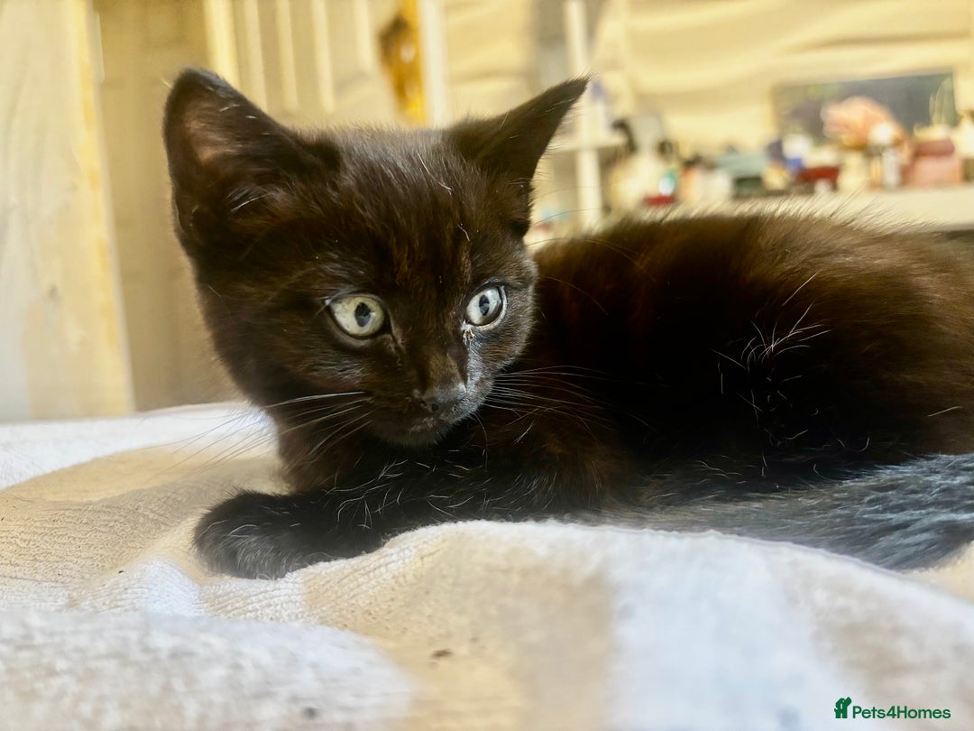 Norwegian Forest Cat cats for sale: Beautiful fluffy kittens - Image 38