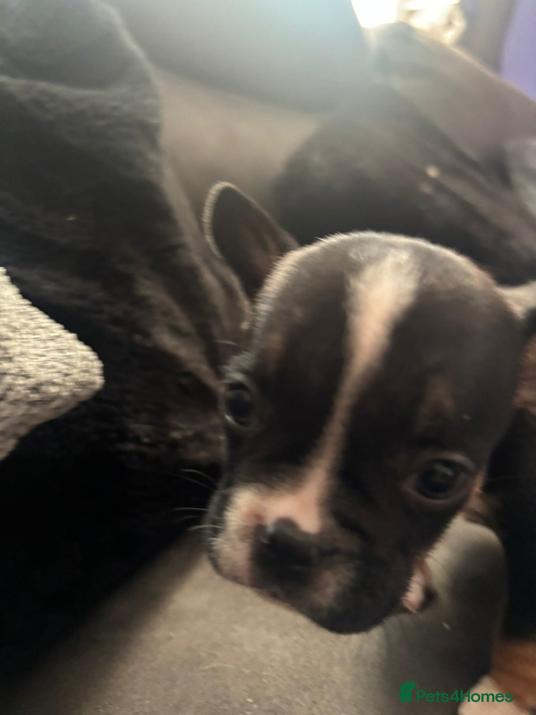 Mixed Breed dogs for sale: Frenchie x pocket bully  - Image 6