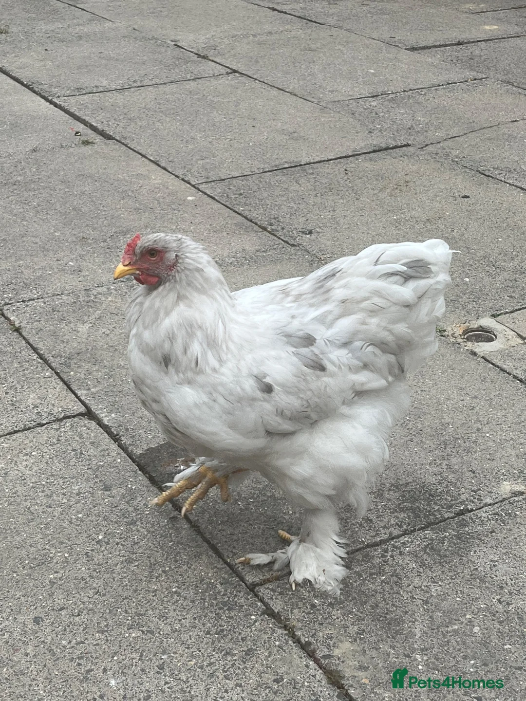Chickens poultry for sale: Brahma Rooster Cockerel  - Advert 3