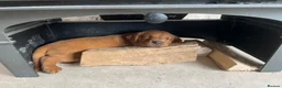 Labrador Retriever dogs for sale: KC Registered Fox Red Labrador Puppies in Cambridge - Advert 3
