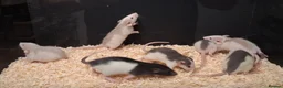 Rat rodents for sale: Baby Dumbo Rat's, various types  - Advert 4