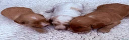 Australian Labradoodle dogs for sale: Australian labradoodles  in Brackley - Advert 1