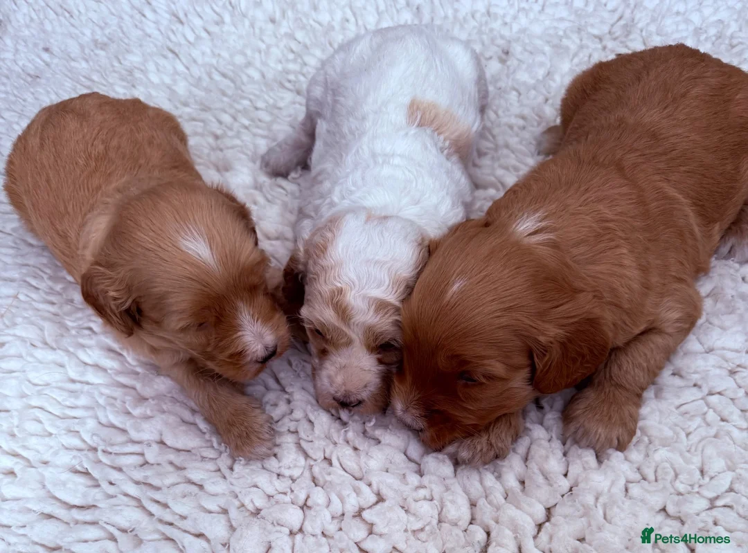 Australian Labradoodle dogs for sale: Australian labradoodles  in Brackley - Advert 1