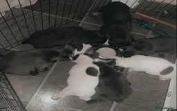 French Bulldog dogs for sale: French bulldog for sale  - Image 5