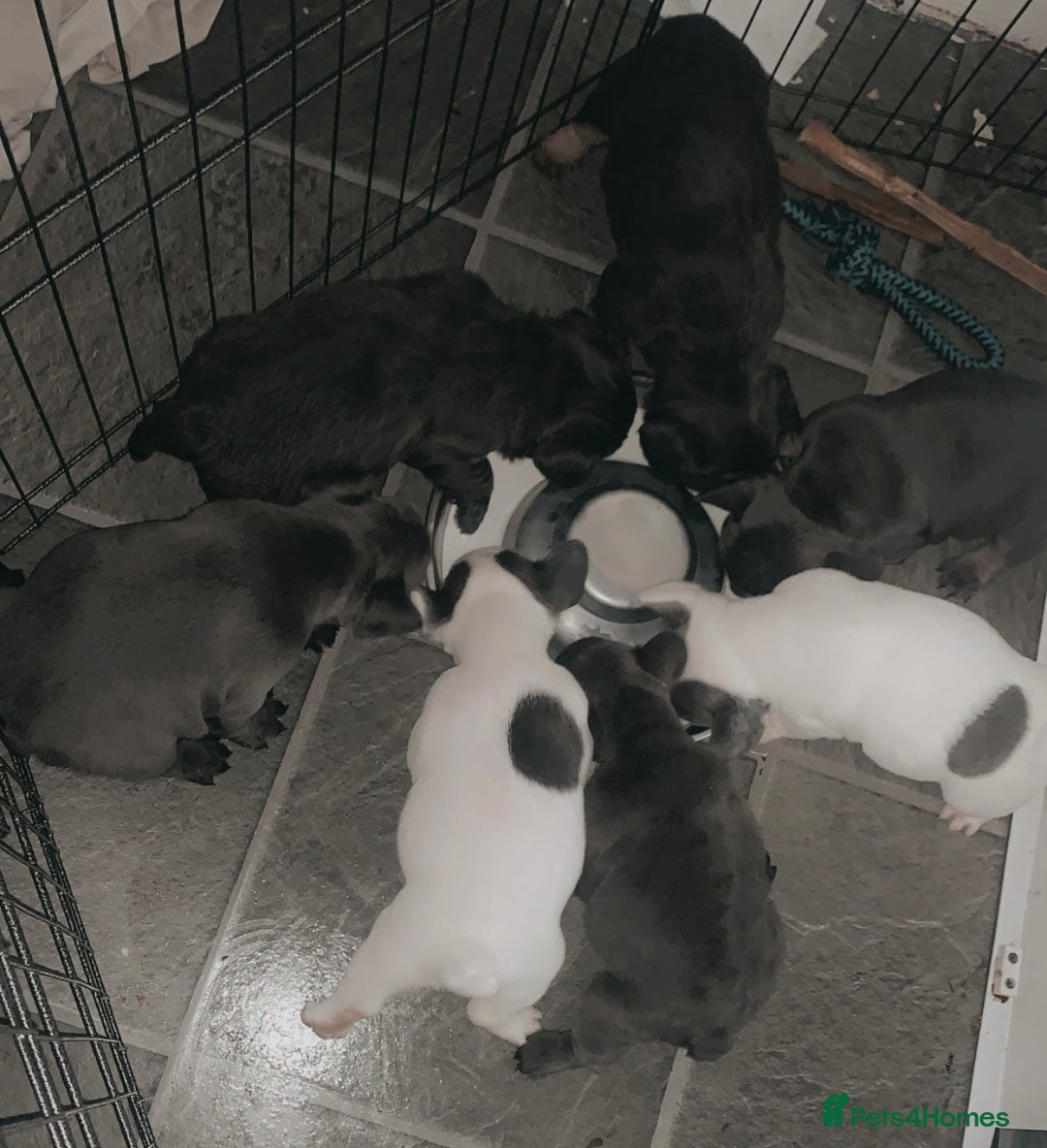 French Bulldog dogs for sale: French bulldog for sale  - Image 5