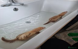 Ferret rodents for sale: 2 x male ferrets - Image 2