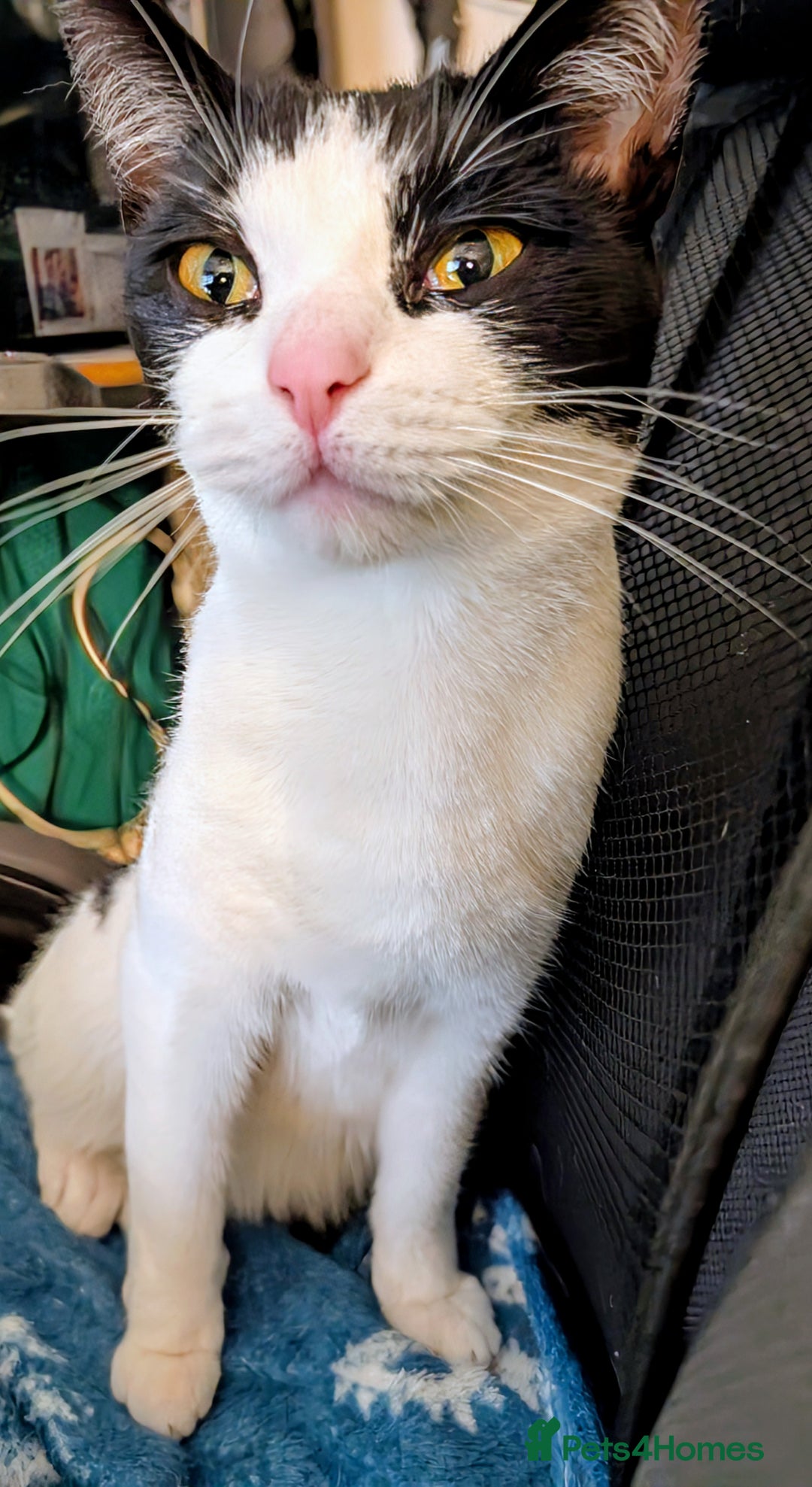 Domestic Shorthair cats for sale: One year old neutered female for rehome - Image 3