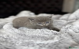 British Shorthair cats for sale: Our beautiful cute shorthair blue kittens - Image 18