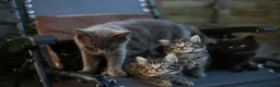 Mixed Breed cats for sale: Fluffy Adorable Kittens - Advert 2