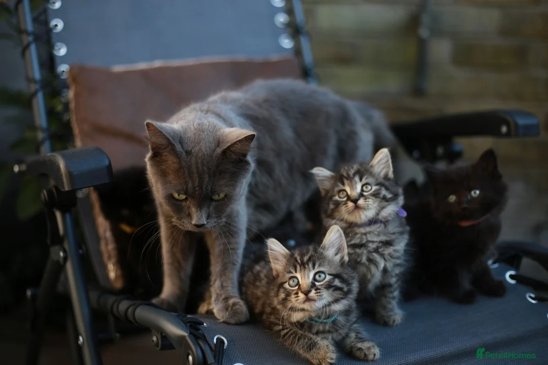 Mixed Breed cats for sale: Fluffy Adorable Kittens - Advert 2