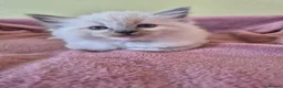 Ragdoll cats for sale: Ragdoll kittens GCCF regsitered - Advert 24