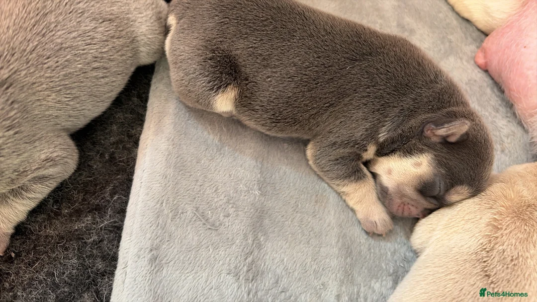 French Bulldog dogs for sale: Beautiful KC Registered French Bulldog Puppies 🐾 in Crawley - Advert 11