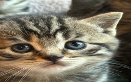 British Shorthair cats for sale: Silver Tabby also Brown Spotted Kittens - Image 15