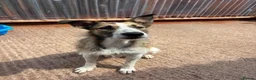 Mixed Breed dogs for adoption: Meet Winnie, currently residing in Cheshire  in Nantwich - Advert 5