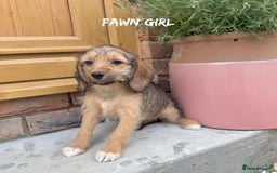 Mixed Breed dogs for sale: 🤎 BABY POOGLES (beagleXminiature poodle)🤎 in Rhayader - Image 10
