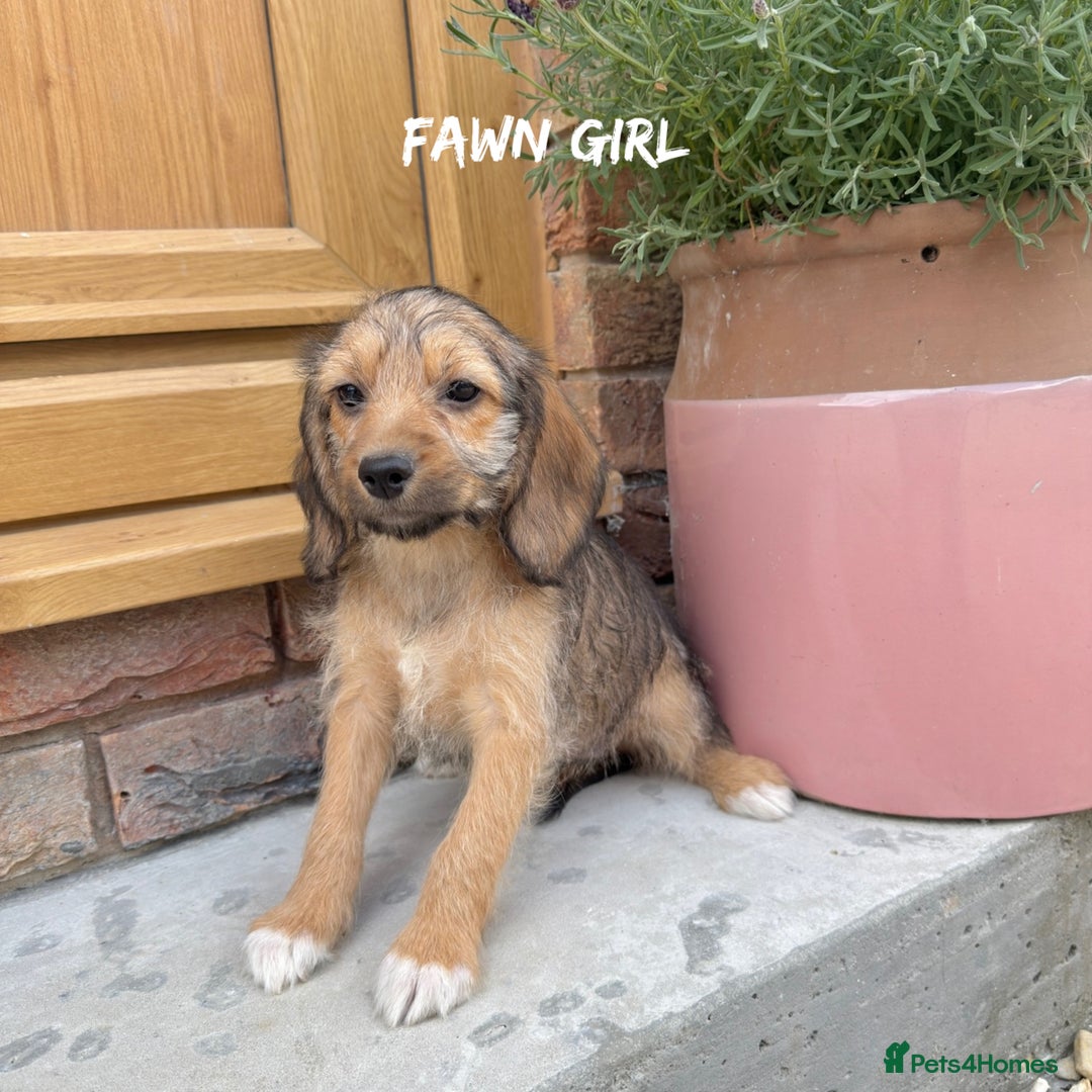 Mixed Breed dogs for sale: 🤎 BABY POOGLES (beagleXminiature poodle)🤎 in Rhayader - Image 10