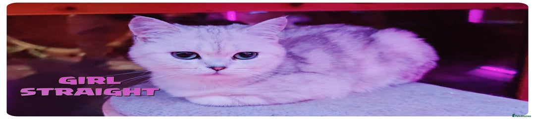 Straight  Girl Kitten