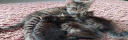 Mixed Breed cats for sale: Tabby kittens looking for loving home - Advert 3