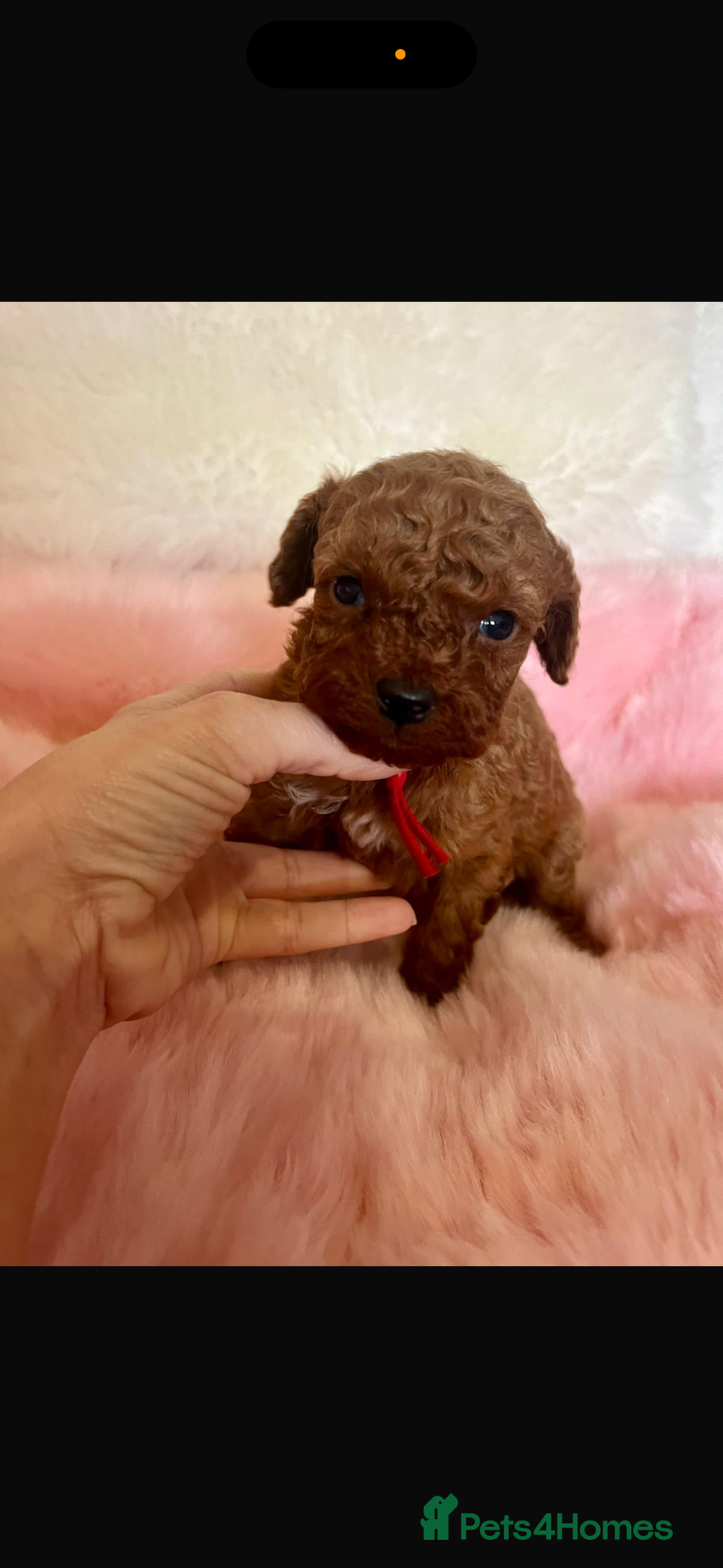 Cavapoo dogs for sale: Top quality F1b toy cavapoos  - Image 1