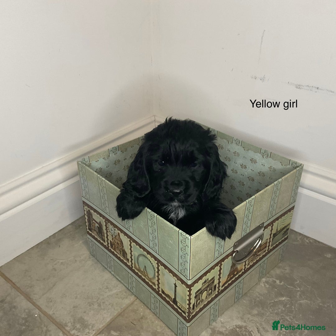 Cocker Spaniel dogs for sale: Hereditary clear working cock spaniels - Advert 8