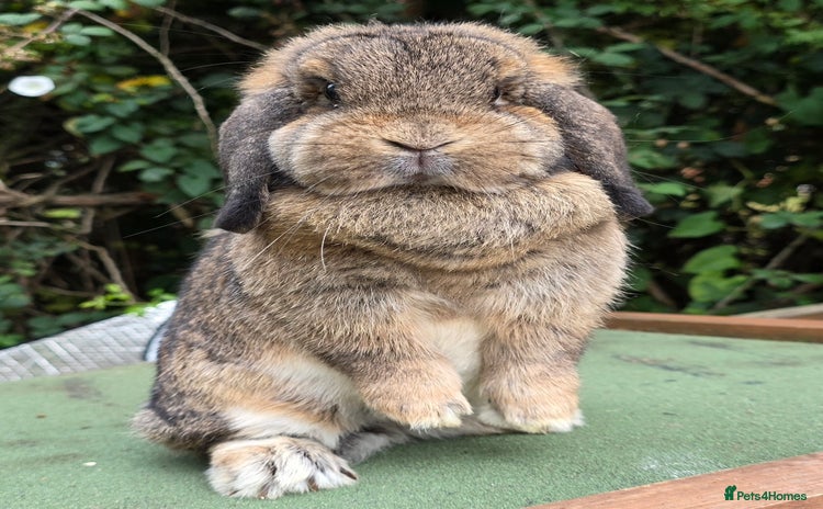 Mini Lop rabbits - Advert 1