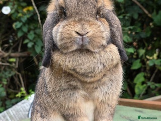 Mini Lop rabbits - Advert 6