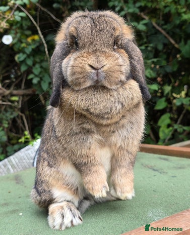 Mini Lop rabbits - Advert 1