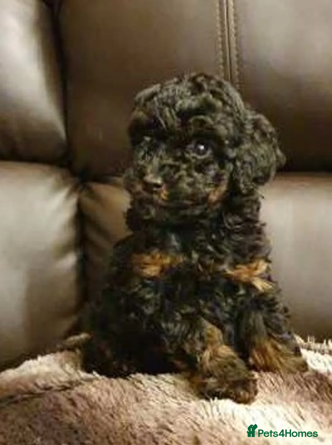 Poodle dogs for stud: Tiny kc reg chocolate toy poodle.STUD ONLY! in Lincoln - Advert 14
