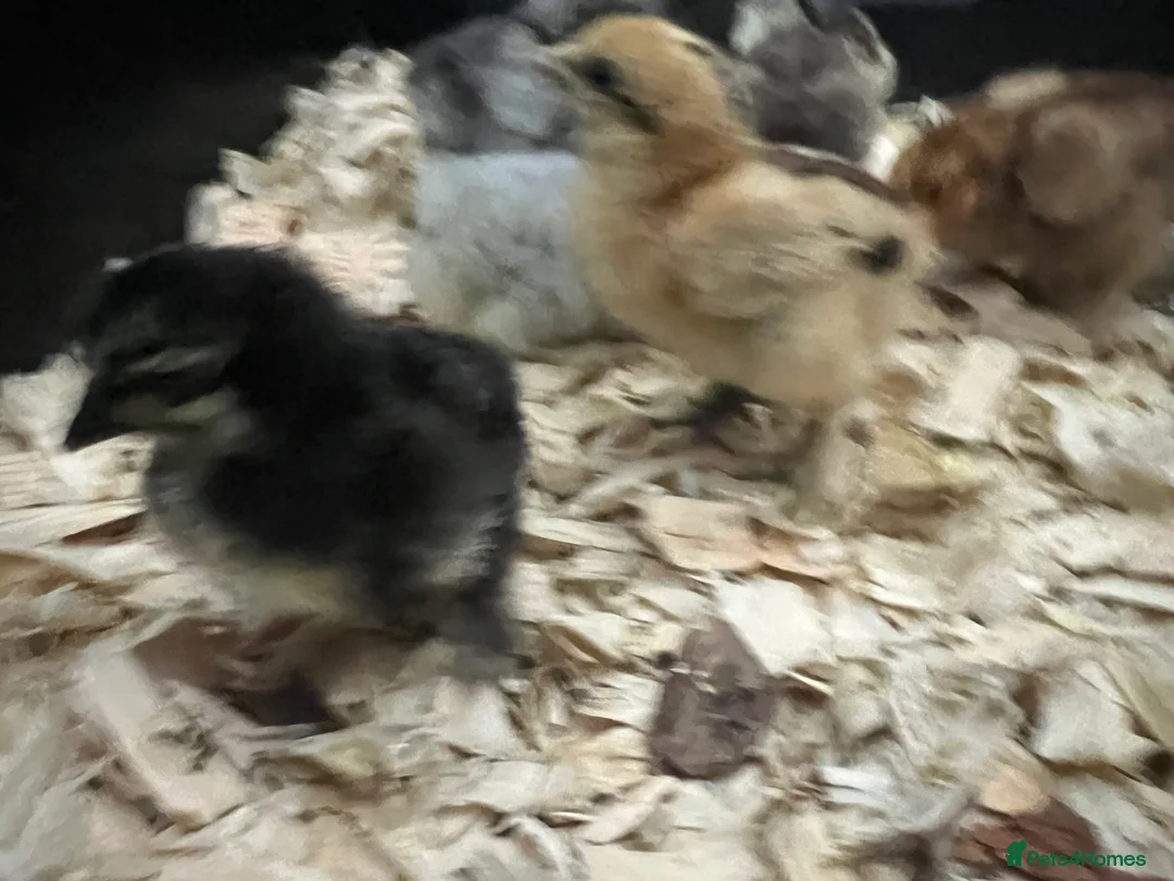 Chickens poultry for sale: Mixed Pekin, Silkie and Crossbred Chicks - Advert 2