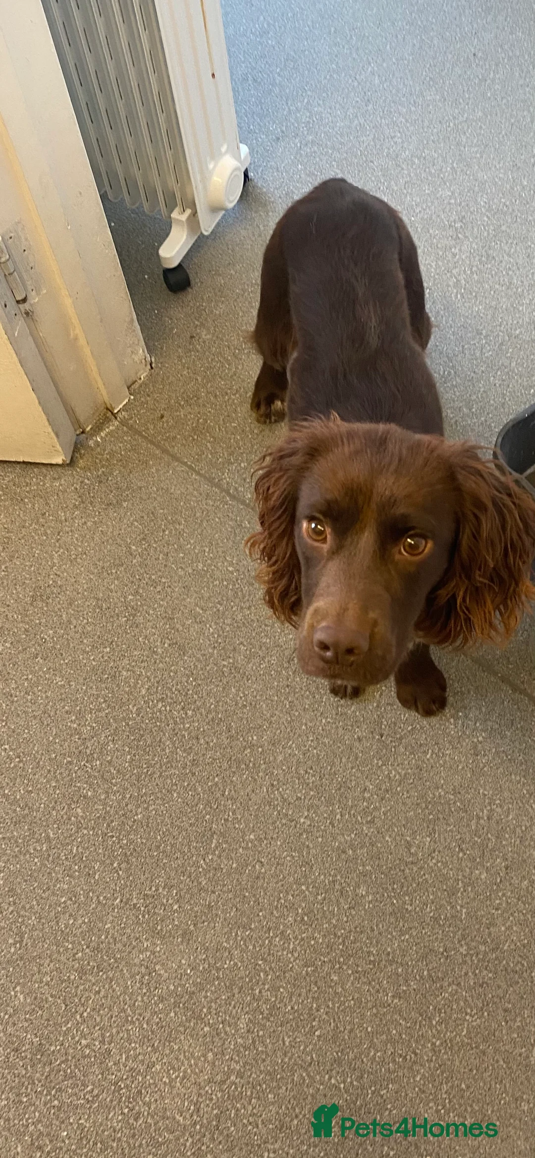 Cocker Spaniel dogs for sale: Beautiful spaniel boy - Advert 2