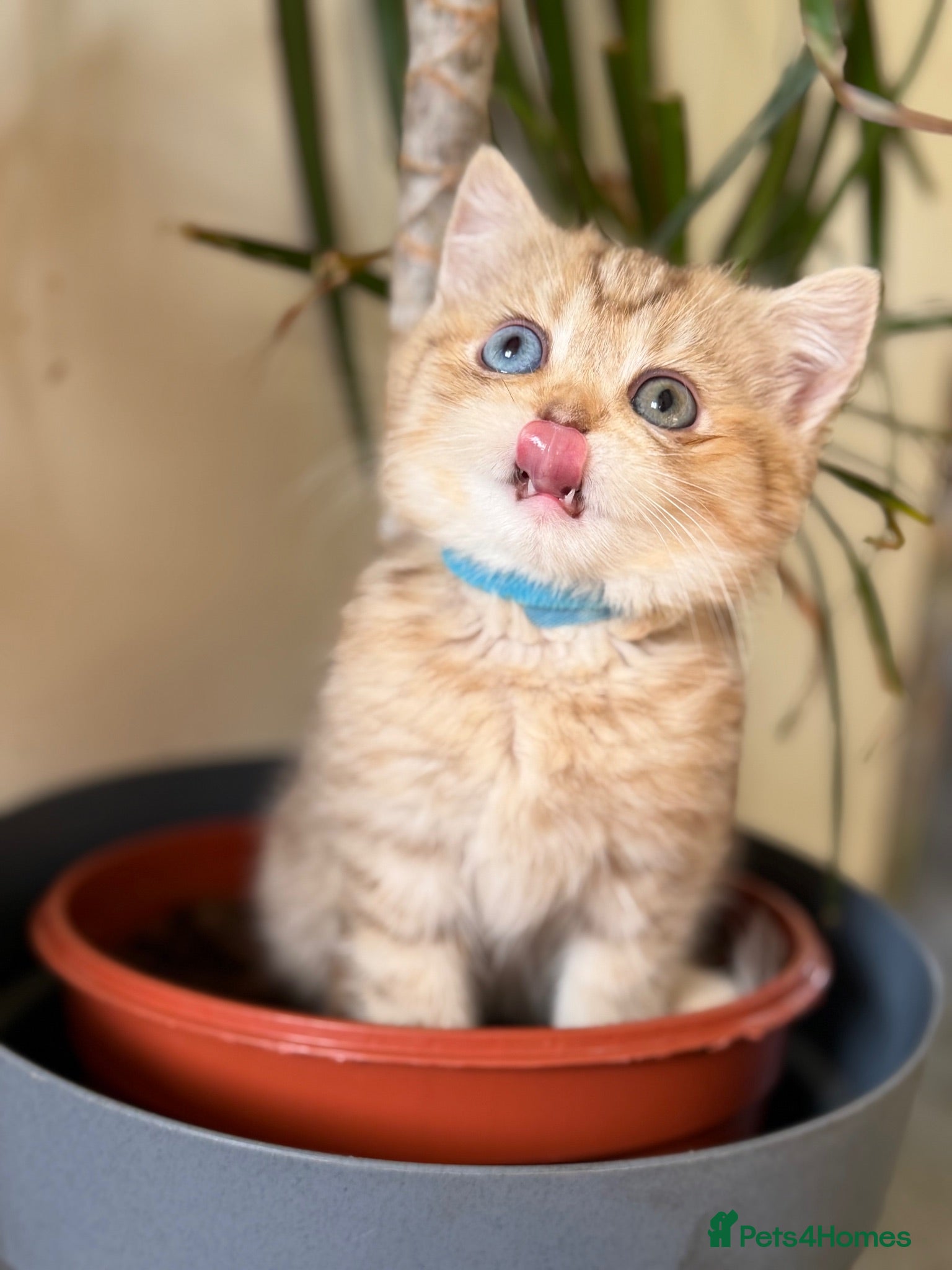 British Shorthair cats British sh odd/blue eyed adorable kittens GCCF  - Advert 9
