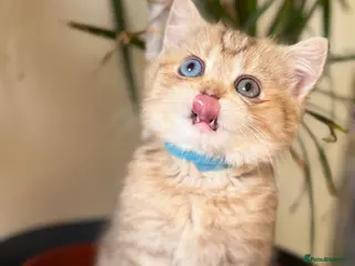 British Shorthair cats British sh odd/blue eyed adorable kittens GCCF - Advert 9